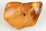 Detailed Fossil Cicada Larva (Auchenorrhyncha) In Baltic Amber #200047-1